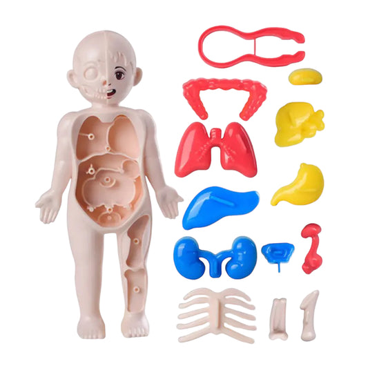 Human Anatomy Doll