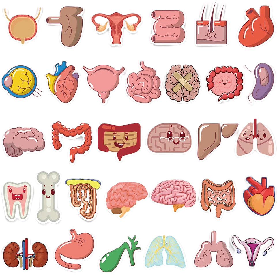 Stickers — Internal Organs Theme